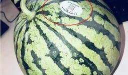 吃瓜神器网红款,解锁夏日美食新潮流