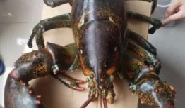 骚年龙虾爆料视频播放,视频播放背后的惊人真相